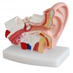 小型耳解剖放大模型(1.5倍大)