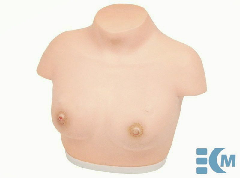 Inspection and Palpation of Breast Model