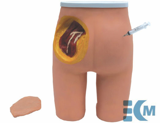 Buttocks Intramuscular Injection & Anatomic Structure Model