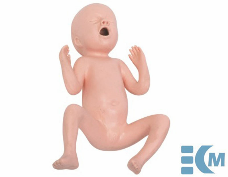 Twenty-four Weeks Premature Infant Model