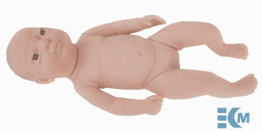 Infant model(solid)