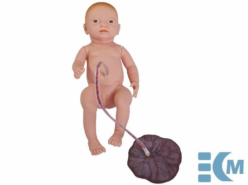 Neonatal Umbilical Cord Nursing Model